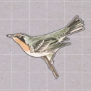 挤在一起的鸟鸟/Birds Huddled Together